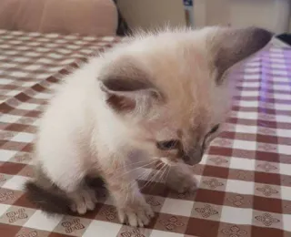 😍 anak kucing, kucing, kucing siam, imut, hewan, hewan peliharaan telegram sticker