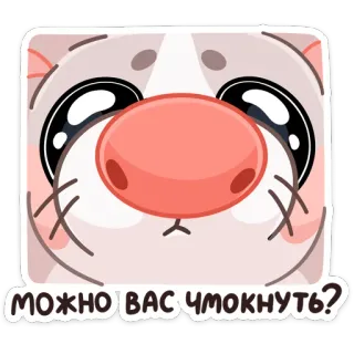 😘 МОЖНО ВАС ЧМОКНУТЬ? animal, cute, request, kiss, hamster telegram sticker