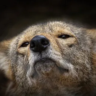 😐 coyote, animal, wildlife, mammal, wolf, nature telegram sticker