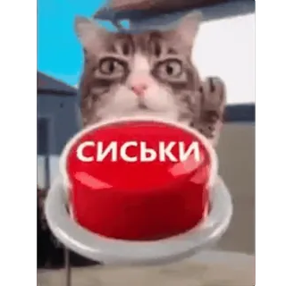 🤩 сиськи gatto, bottone, offensivo, meme telegram sticker