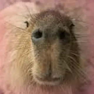 🙂 Capybara, Nagetier, Tier, Säugetier, Wildtier, Natur whatsapp sticker