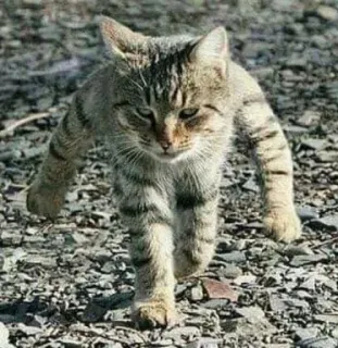 😎 gatto, animale, camminando, mammifero, gatto domestico, animale domestico, felino telegram sticker