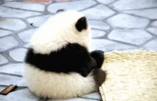 🤨 panda, fofo, animal, panda bebê, urso, zoo, vida selvagem telegram sticker