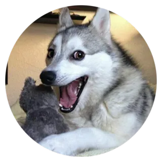 😍 Hund, Husky, Fröhlich, Meme, Tier, Haustier telegram sticker
