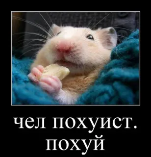 🐹 чел похуист.
похуй hamster, mème, drôle, animal de compagnie, animal whatsapp sticker