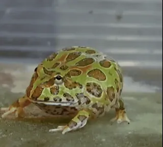 Frogggs whatsapp stickers