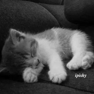 🕸 ipishy 小猫, 猫, 睡觉, 可爱, 动物, 宠物 telegram sticker