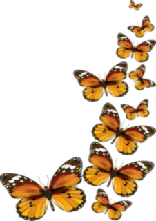 🦋 borboleta, insetos, natureza, asas, laranja, monarca, vida selvagem telegram sticker
