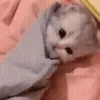 🐱