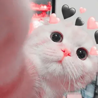 🍧 kucing, hewan peliharaan, imut, binatang, hati, kawaii, anak kucing, kucing putih telegram sticker