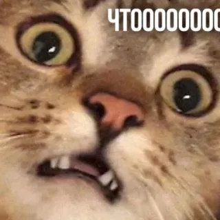 😳 ЧТОООООООО แมว, มีม, ตลก, รัสเซีย, ตกใจ, สัตว์, สัตว์เลี้ยง telegram sticker