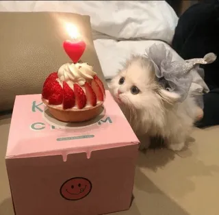 💓 K. CREAM кошка, день рождения, торт, клубника, котёнок, питомец, вечеринка, шляпа whatsapp sticker