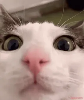 😨 猫, 动物, 宠物, 可爱, 家养, 猫科动物, 哺乳动物 whatsapp sticker