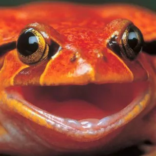 😃 rana, animale, anfibio, fauna selvatica, natura, rosso, primo piano, selvatico telegram sticker
