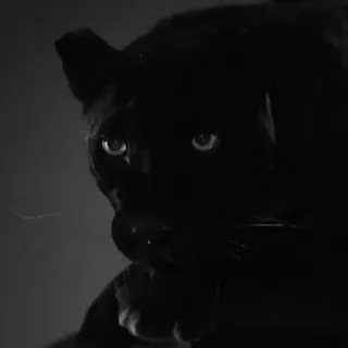 Black Cat / Черные кошки @freetopsticker telegram stickers