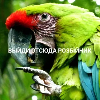 🔙 выйди отсюда розбійник นกแก้ว, นก, เขตร้อน, สัตว์, สีเขียว telegram sticker