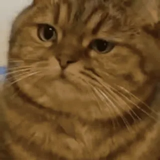 @buttorfleoge ♡ Kitties Bites whatsapp stickers