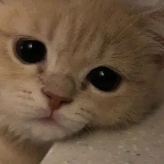 😥 chat, chaton, animal de compagnie, animal, mignon, félin telegram sticker