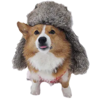 ❄️ perro, corgi, sombrero, invierno, lindo, gracioso whatsapp sticker