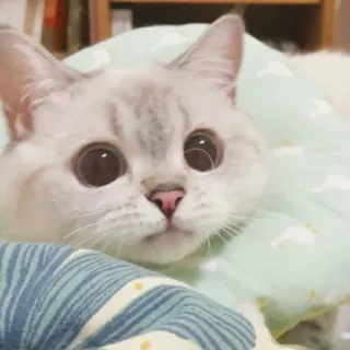 🐱 cat, animal, pet, cute, feline whatsapp sticker