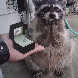 💍 енот, бриллиант, обручальное кольцо, предложение, животное, ювелирные изделия, милый, смешной telegram sticker