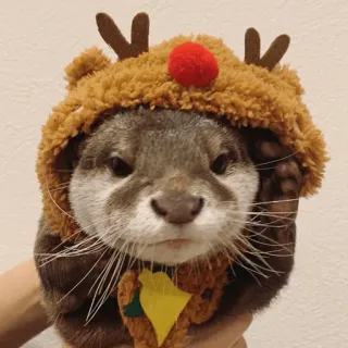 🐾 loutre, animal, noël, renne, mignon, festif, fêtes telegram sticker