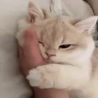 🐈 кот, домашнее животное, животное, милый, домашняя кошка, млекопитающее whatsapp sticker