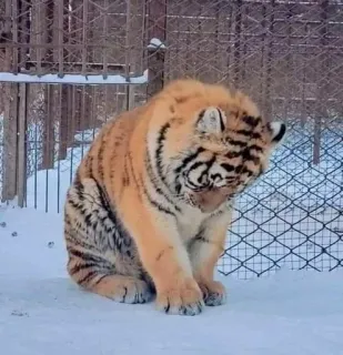 🌟 tigre, animal, faune, chat, nature, zoo, hiver telegram sticker