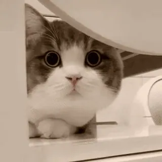 🐱 cat, cute, animal, pet, domestic animal, mammal whatsapp sticker