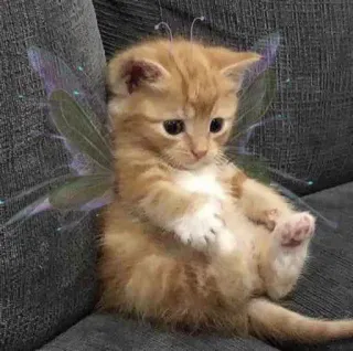 🌜 猫, 子猫, 妖精, 翼, 可愛い, 動物, ペット, オレンジ telegram sticker