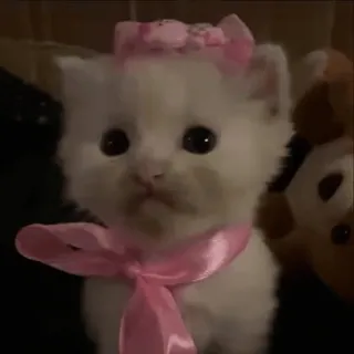 😻 gatinho, gato, animal de estimação, animal, fofo, fita, laço whatsapp sticker