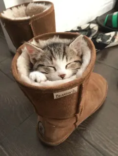 🤔 BEARPAW chat, chaton, sommeil, bottes, animal, mignon, fourrure telegram sticker