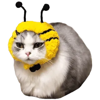 🐝 cat, bee, animal, cute, hat, pet telegram sticker