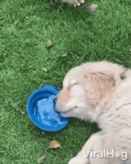 😴 perro, cachorro, bebiendo, agua, lindo, animal, golden retriever telegram sticker
