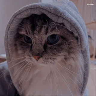 🐱 고양이, 후드티, 동물, 애완 동물, 귀여운, 회색, 초상화 telegram sticker