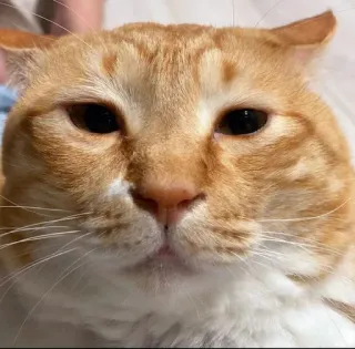 😐 cat, orange tabby, pet, animal, meme telegram sticker
