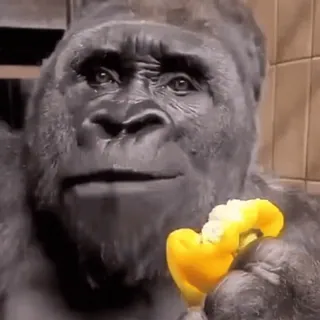 🐵 горилла, животное, примат, перец, еда, обезьяна telegram sticker