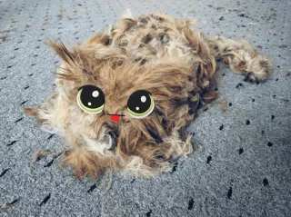 🐱 gato, gatinho, engraçado, animal de estimação, animal, fofo telegram sticker