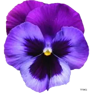🌷 amor-perfeito, flor, roxo, florada, floral, jardim, planta telegram sticker