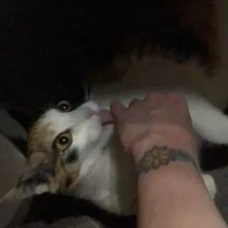 😮 kucing, hewan peliharaan, binatang, domestik, menjilat, tangan, tato telegram sticker