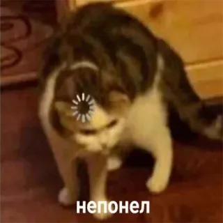 🤨 непонел แมว, กำลังโหลด, สับสน, สัตว์ whatsapp sticker