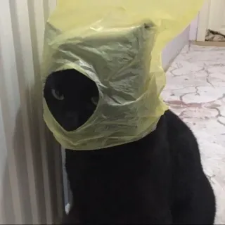 🛍 cat, funny, animal, pet, bag, cute, black cat telegram sticker