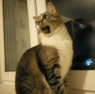 😦 cat, yawning, animal, pet, feline telegram sticker