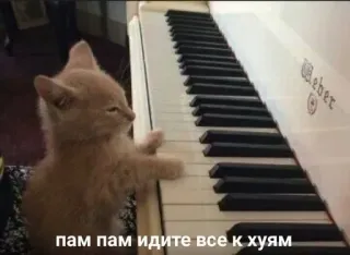 🙂 ПАМ ПАМ ИДИТЕ ВСЕ К ХУЯМ Katze, Klavier, anstößig, Tastatur, Tier, Musik telegram sticker
