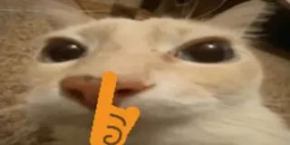 🤫 katze, lustig, meme, tier, finger, boop telegram sticker