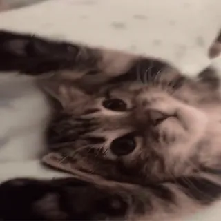 🐈 кот, котенок, милый, питомец, животное, домашний, кошачий, игривый whatsapp sticker