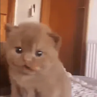 🥺 gato, gatito, lindo, mascota, animal, gato doméstico telegram sticker