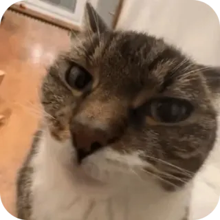 👍 gatto, animale, animale domestico, divertente, meme telegram sticker