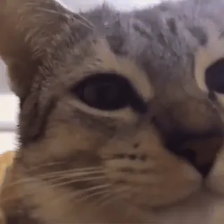 🤨 gatto, animale, carino, animale domestico, domestico, felino telegram sticker