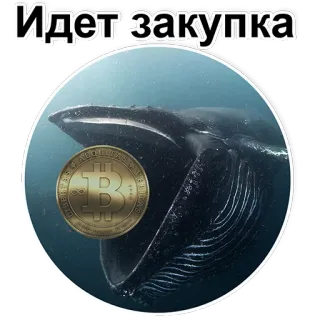 🐳 Идет закупка Bitcoin, Paus, Cryptocurrency, Investasi, Keuangan, Pembelian, Mata uang digital, Trading telegram sticker